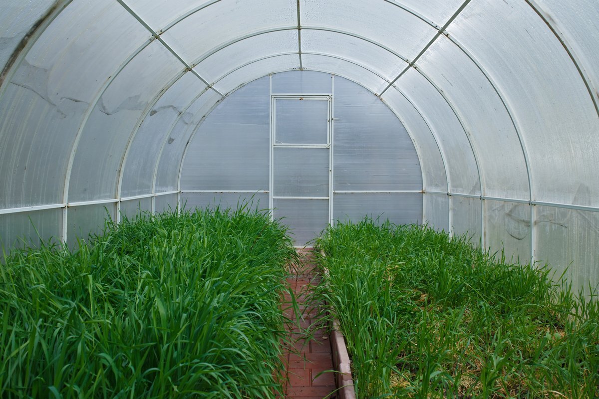 Сидераты оздоровят и обогатят почву в теплице