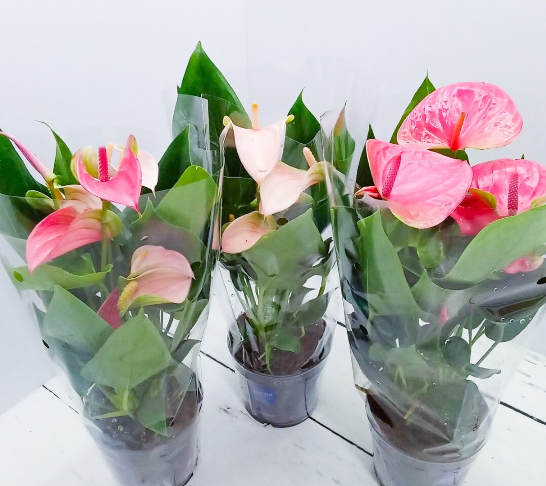 Антуриумы – цветы, которые дарят чаще всего