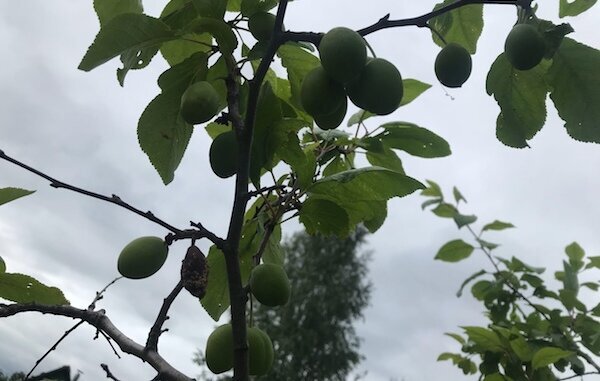 Слива сбрасывает завязи плодов. Слива сбросилась с дерева.