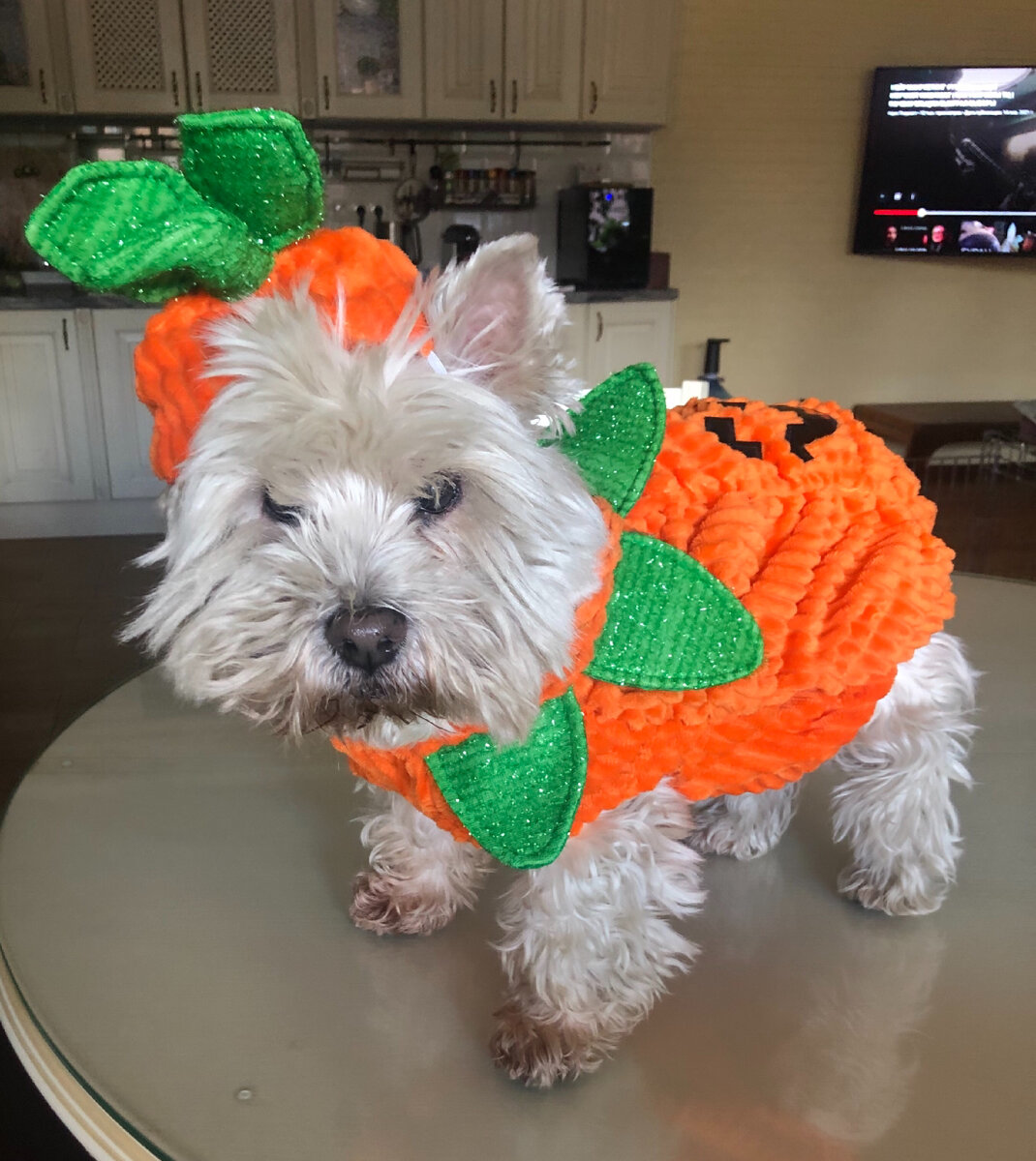 Вестик Твигги, 13 лет — тыковка №1