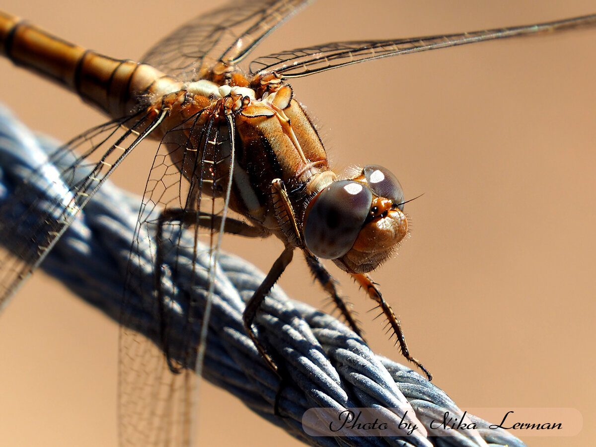 Фото автора