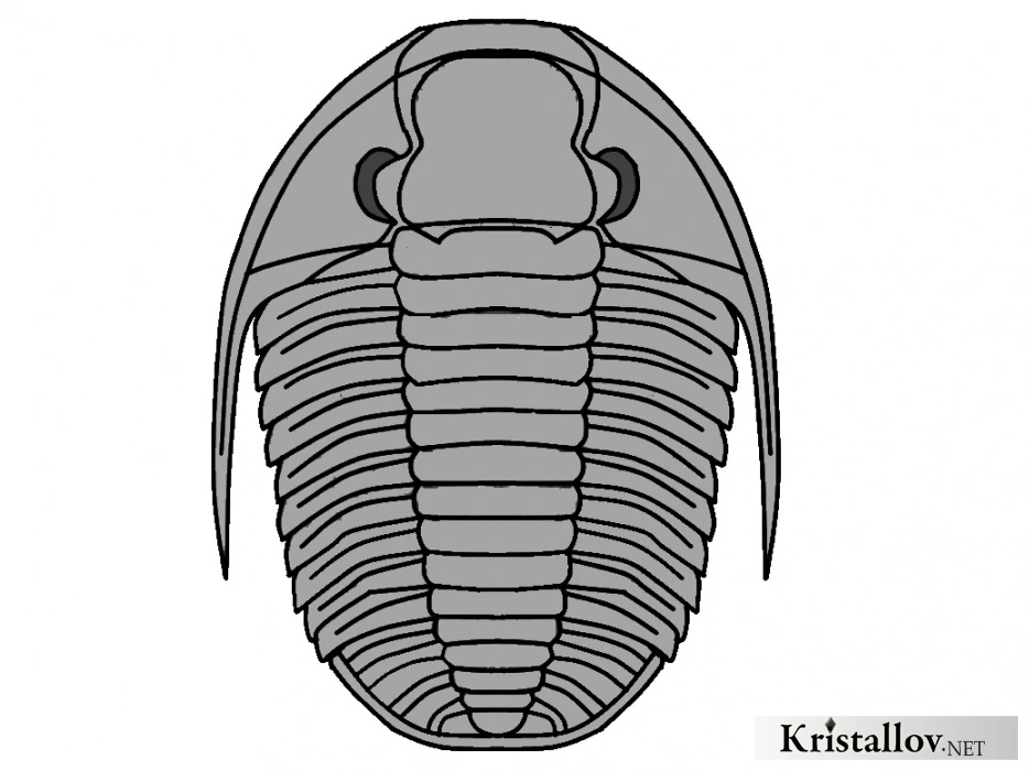 Как нарисовать трилобита