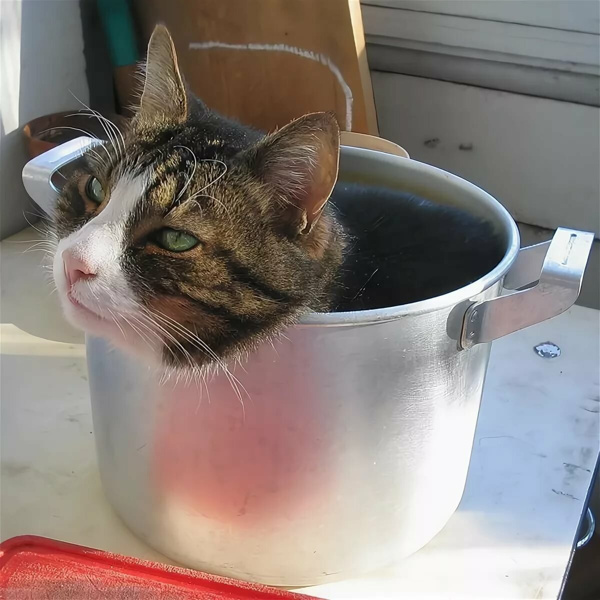 Суп с котом. Кошка в кастрюле. Суп с кортом. Кот в кастрюльке. Варят кошек