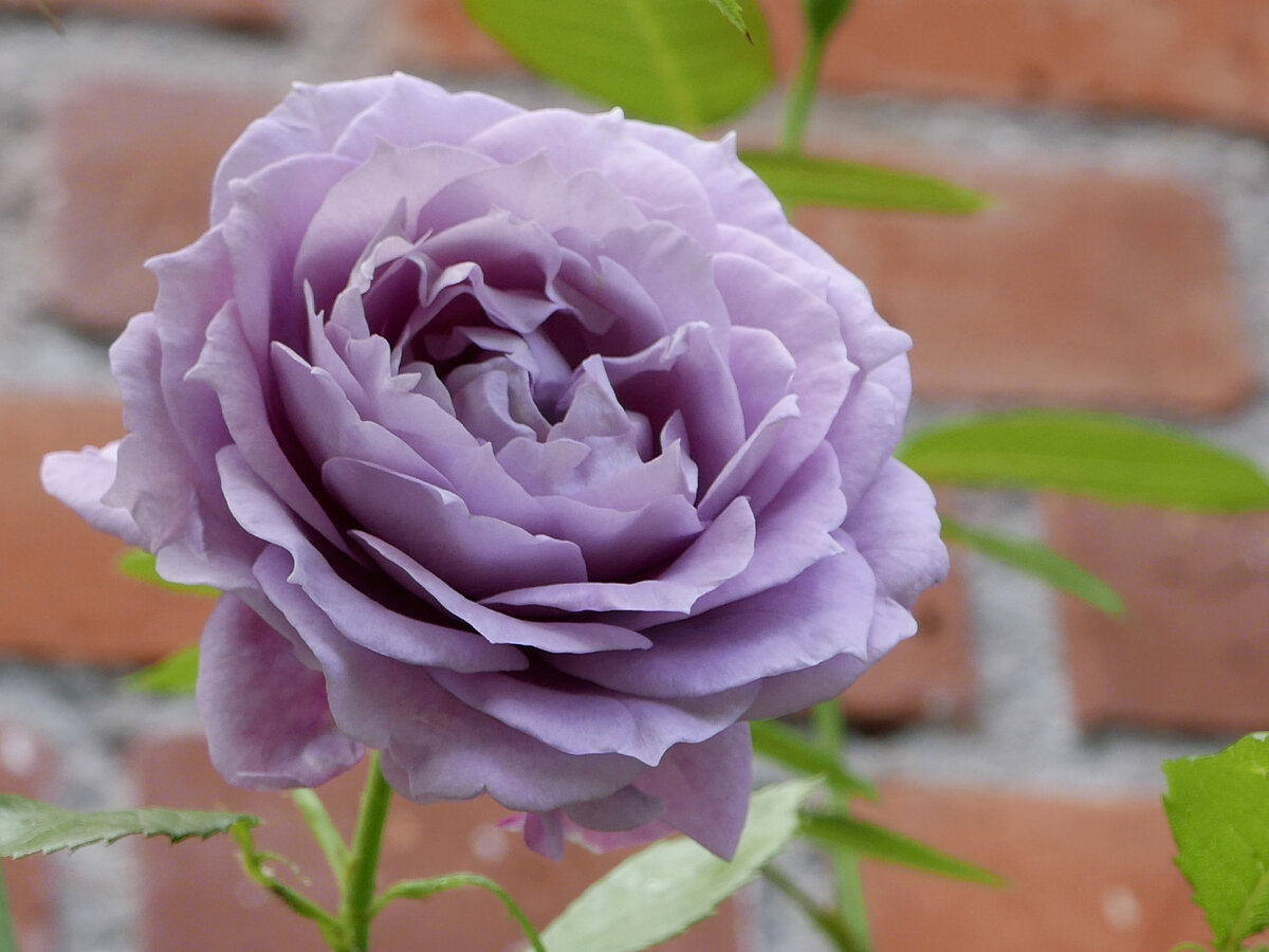 Фото: commons.wikimedia.org