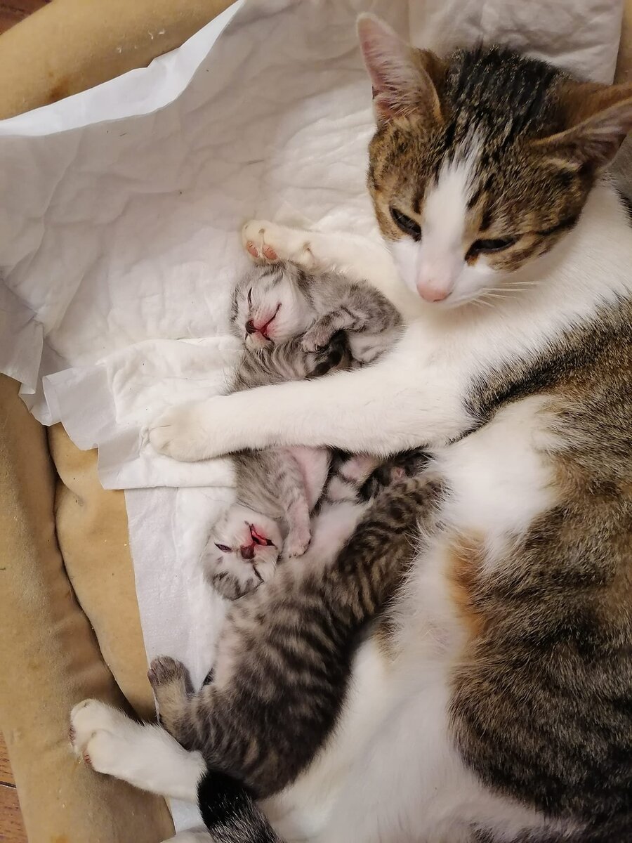 Китти и её котята: две разнокалиберные сестрёнки-близняшки Сандра (223 грамма) и Мышка (171 грамм) и их брат-как-будто-не-близнец Симба (244 грамма), 28 октября 2021. Фото автора