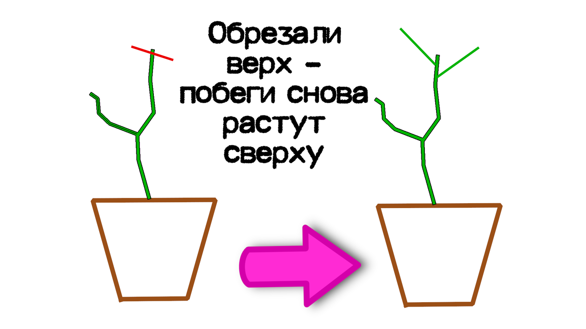 Прищипывание авокадо схема