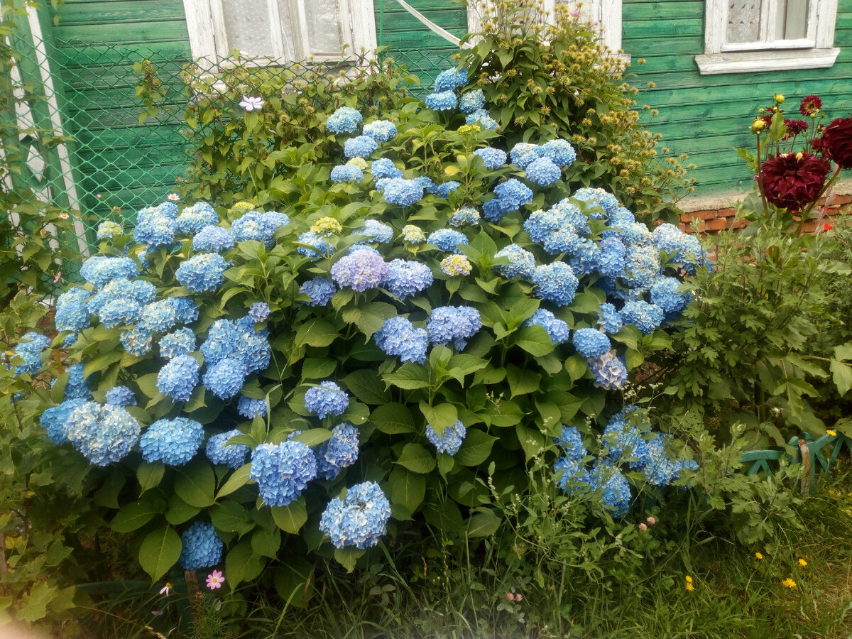 Старый куст