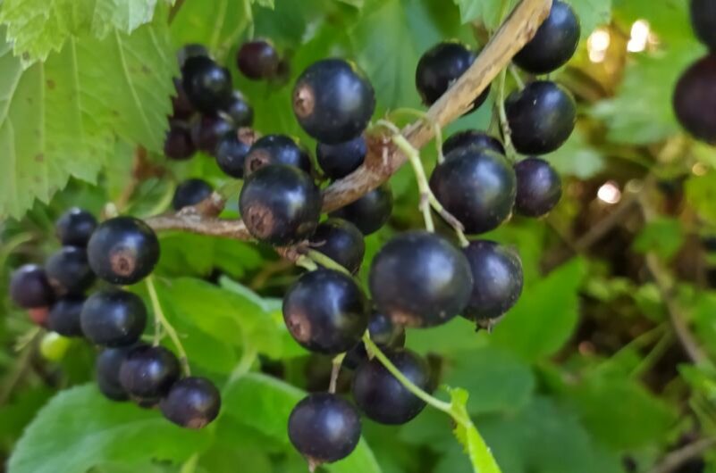 Сладкая и вкусная черная смородина.