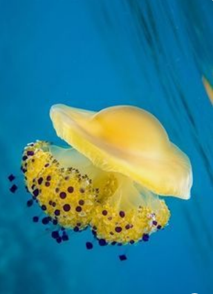 Полистайте