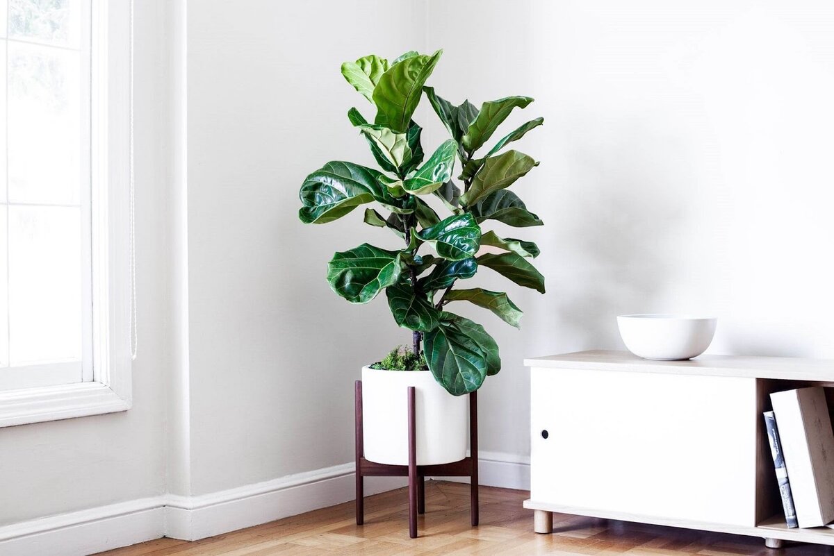 Сочные листья лировидного фикуса – жизнеутверждающая ода в вашем доме