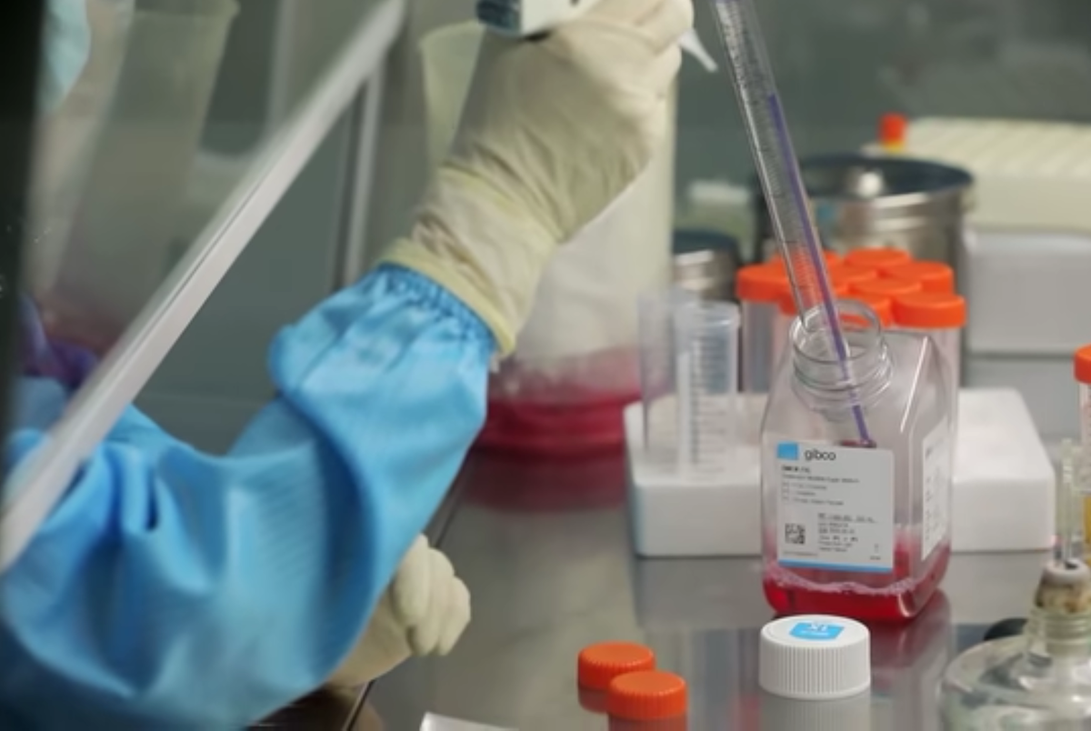 клонирование животных в Китае