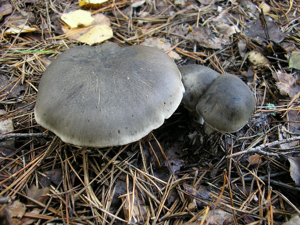 Гриб рядовка серая описание. Рядовка мыльная Tricholoma saponaceum. Горчаки грибы рядовки. Рядовка серая Tricholoma saponaceum. Рядовка серая штриховатая.