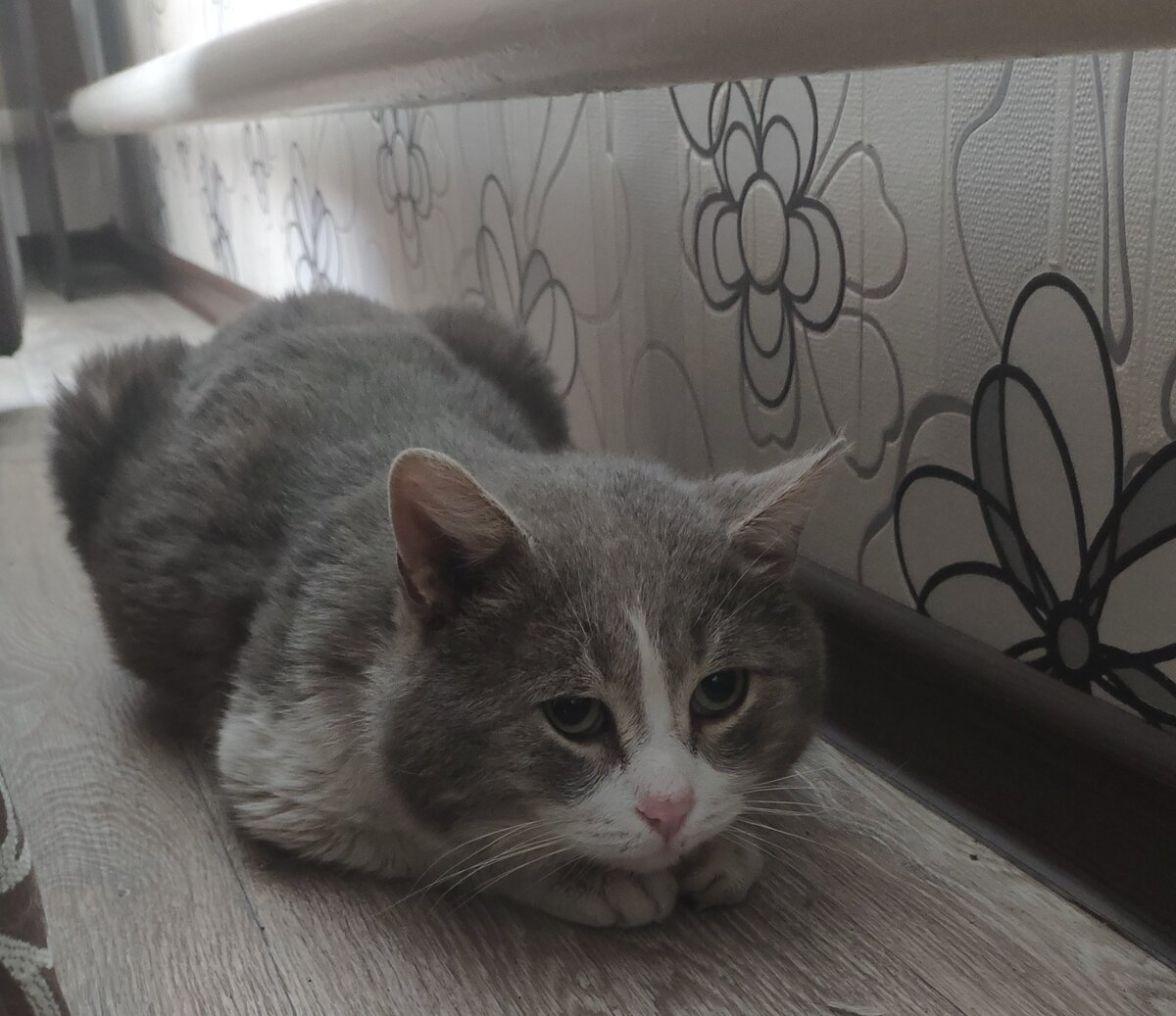 Например, стал шустро прятаться от нас за диван.