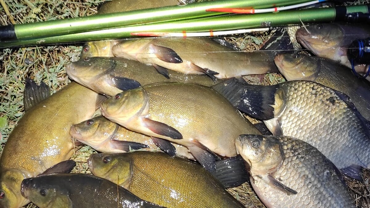 Линь и карась. Фото из открытых источников. "Яндекс картинки"