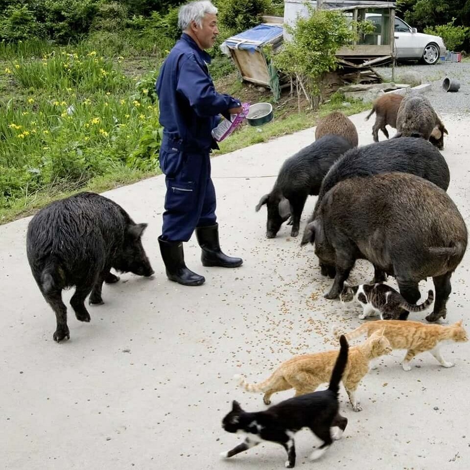лошадь запряженная в плуг. фермер переехал. фермер переехал. скандальный фермер. фермер переехал.