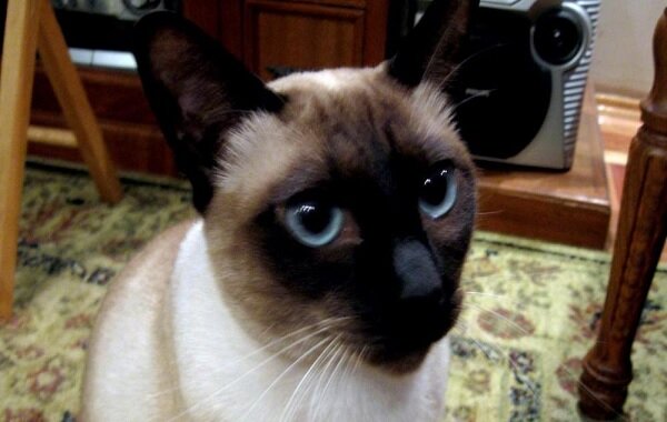 Кошка Остия. Источник фото: http://www.canigattiandco.it/pets/gatta-molto-vigile-scopre-ladri-in-un-appartamento-a-ostia/