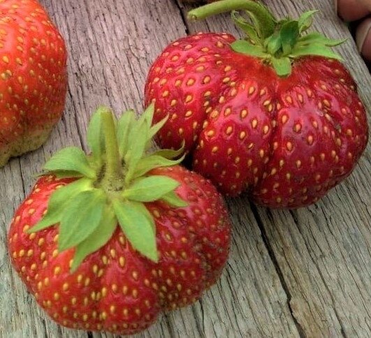 🍓🍅Сорт Мадам Муто выведен более 100 лет назад, в 1905 году французским селекционером Чарльзом Муто, который назвал его в честь своей жены, таким образом, продлив их совместную «сладкую» жизнь на многие годы. А в Европе Мадам Муто получила название «клубничный помидор» из-за своего размера, необыкновенной формы, цвета и сочности! 
👉🏻Описание сорта и цена на нашем сайте: http://d-collection-shop.ru/product-category/sazhency-krupnoplodnoy-sadovoy-zemlya/page/3/

✅Сорт относится к среднепоздним, и отличается невероятно сладким вкусом и огромным размером ягод. Мадам Муто популярна в Италии и Швейцарии и, до настоящего времени, является самым выращиваемым сортом и во Франции. На него приходится около 60% всей выращиваемой садовой земляники. Все это благодаря его грандиозным размерам и отличному вкусу. Именно за это Мадам Муто понравилась и нашим садоводам.

✅Для посадки её подходят как северные, так и южные регионы страны. Для гарантии получения хорошего, здорового урожая, лучше всего покупать саженцы с закрытой корневой системой.
Кусты Мадам Муто раскидистые, широкие с толстыми цветоносами.
Цветет она очень обильно, пышным цветом. Ягоды крупные, сладкие, с ароматом земляники, по форме и цвету действительно напоминают помидорки. Мякоть рыхлая, розового цвета. Вес плодов может доходить до 120 грамм, что делает этот сорт одним из самых крупных.
В основном ягоды клубники Мадам Муто используют в свежем виде и для заморозки, так как рука не поднимается варить из такого чуда джемы, компоты или варенье.

✅Кроме того, сорт Мадам Муто - один из самых долгоживущих сортов садовой земляники! Без пересадки куст может расти на одном месте до 15 лет. Конечно, при соблюдении правильной агротехники.В сравнении, другие популярные сорта живут около 2-3 лет без пересадки.

✅К почве Мадам Муто неприхотлива, но конечно, для получения стабильного урожая необходимо кормить и поить её вдоволь. Она отлично переносит морозы, что позволяет выращивать это чудо-сорт в северных регионах. Кстати говоря, Мадам Муто можно с успехом выращивать не только в открытом грунте, но и в теплице, что очень популярно во Франции и других европейских странах.

✅Посадите на Вашей земляничной грядке этот необыкновенный сорт, и в течение многих лет садовая земляника Мадам Муто будет радовать Вас своим неповторимым внешним видом, ярким ароматом и изысканным вкусом!

👉🏻Описание сорта и цена на нашем сайте http://d-collection-shop.ru/product-category/sazhency-krupnoplodnoy-sadovoy-zemlya/page/3/

📌Интернет-магазин "Дачная коллекция": http://d-collection-shop.ru
📌E-mail: d.collection2012@yandex.ru
📌VK: https://vk.com/d_collection
📌Телефоны: 8-937-181-77-99 , 8 (927) 765 57 97 (интернет-магазин)
📌YouTube: https://www.youtube.com/channel/UCAT_6ka04a4a4r45wUJq57Q
📌Телеграм https://t.me/+swZWDvOjFOg3YmY6
📌Яндекс Дзен https://zen.yandex.ru/id/622b9ebd955a105b44ad9bc9
📌Rutube https://rutube.ru/channel/24294984/