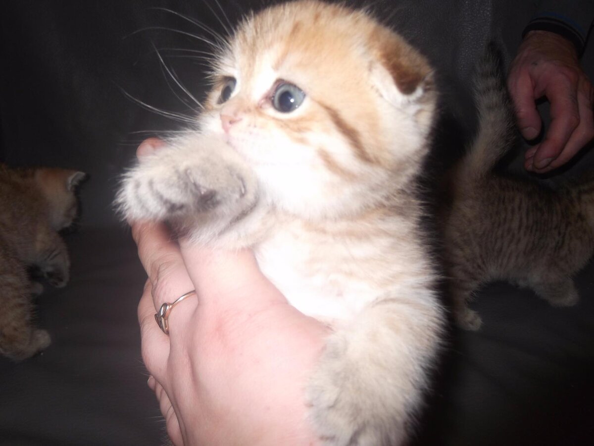 Через какое то время добавилась еще одна девочка Стефания в золотом окрасе ny24 пятно на золоте.Пришло время гулек Мирочки,вопрос где взять котика в пару?Появился у нас котик для Миры ,голубого окраса Диамонд.Вязка была в год и два месяца ,Мируся была сама нежность .Во время родов пошло что то не так ,много слез ,нервов ,ветеринарка и стерилизация .Мирочка стала мамочкой двух замечательных девочек прямоушек голубого окраса .Первые дни пока Мира отходила от наркоза выкармливали девочек сами заменителем молока каждые 2-3 часа ,грелочку меняли чтоб котяткам было тепло,делали массаж .Мируся поправилась и сама в дальнейшем выкармливала своих девочек.Мирочка все эти годы живет с нами .Стефании жениха искали со стороны ,котик был из питомника ,очень порядочный .Стефания родила свои первый и второй помет от одного и того же жениха ,все были в маму и папу пятно на золоте .Стефания ,так же как и Мирей и Диамонд  живут с нами .Со временем девочек стало больше в нашем питомнике ,окрасы были разные ,но больше всего зацепили золотые окрасы.За годы работы с шотландской породы кошек ,было многое ,не так все просто ,как может кажется .