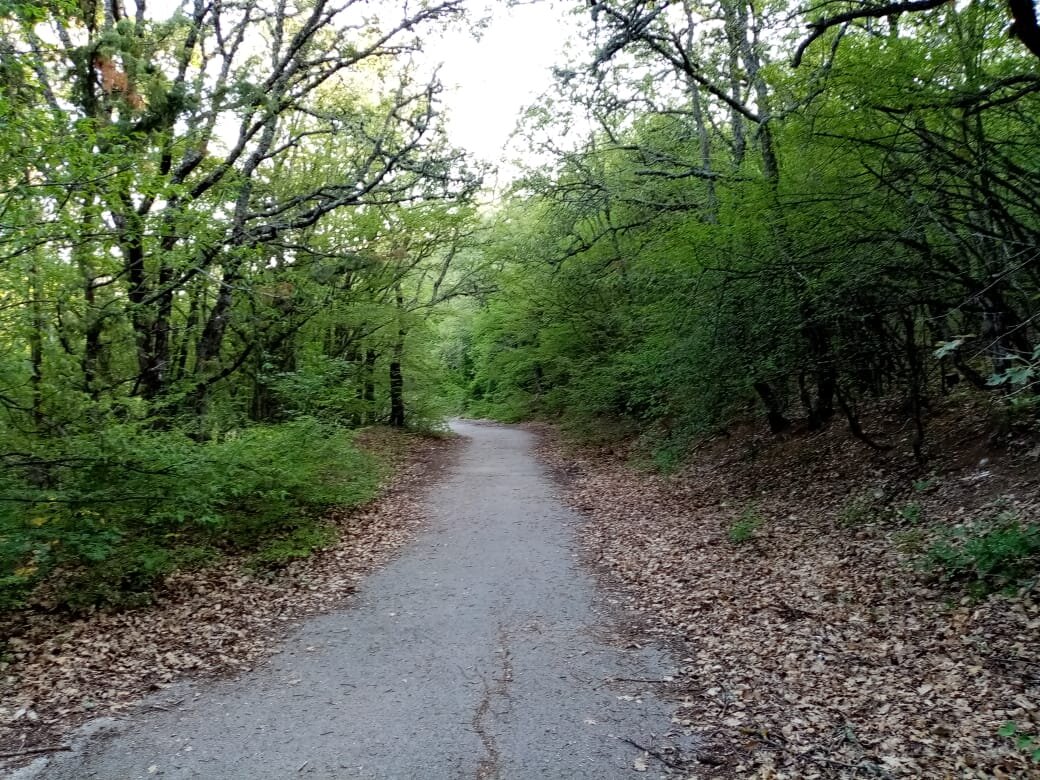 На этой дороге клещ меня подкараулил. Фотография автора. 