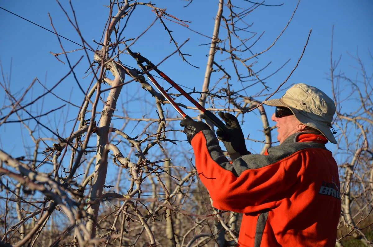 Яндекс.Картинки 