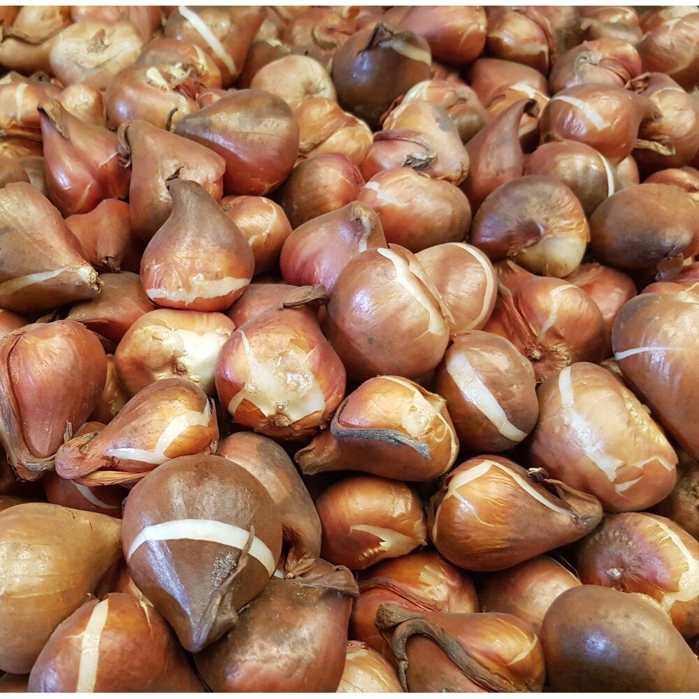 Тюльпан триумф seadov. Тюльпан сорт денмарк. Тюльпан таймлесс. Миллион тюльпанов для детей. Голландские луковицы тюльпанов.