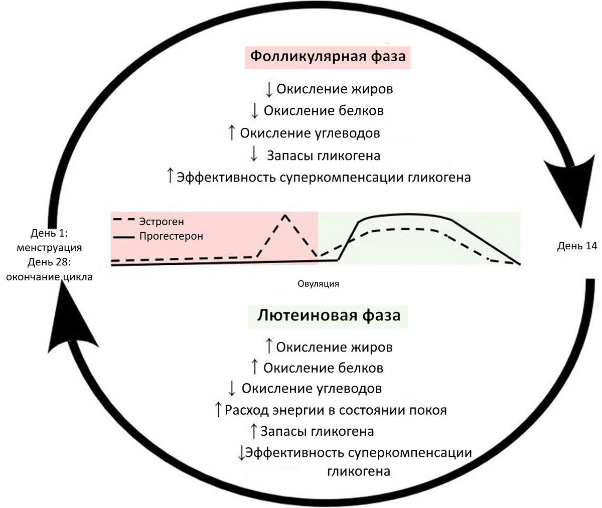 Как повысить прогестерон у женщин естественными способами