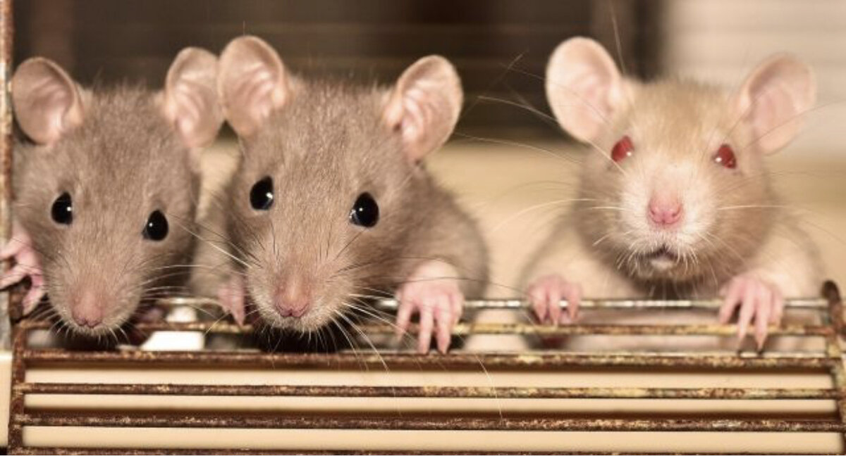 Фото из интернета 