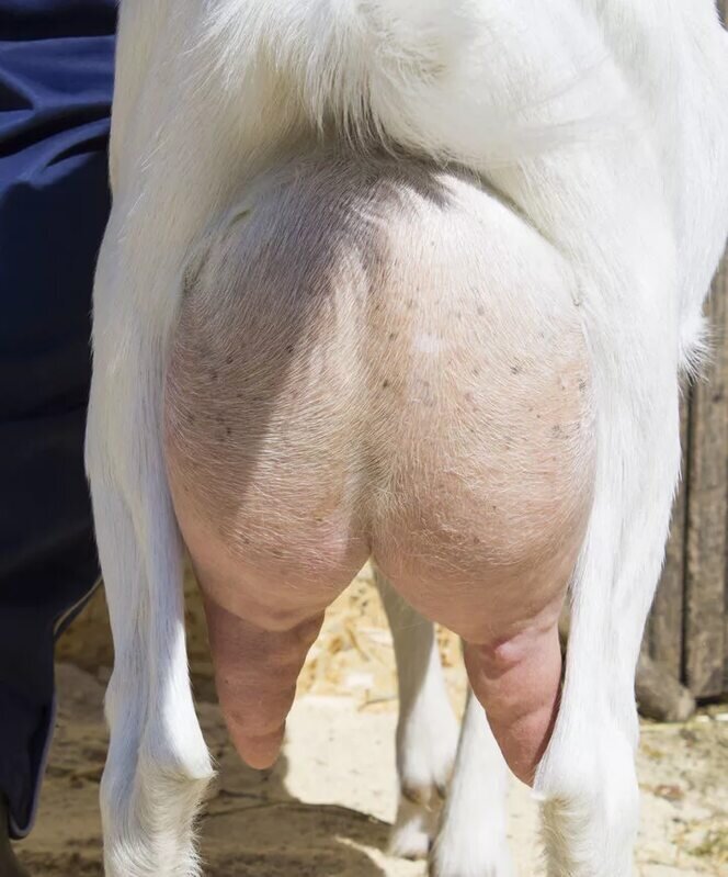 Фото с сайта Яндекс-картинки.