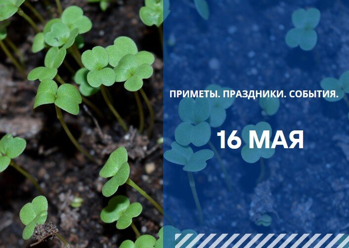 День мавры рассадницы 16 мая. В народном календаре Мавра Рассадница. День рассадницы. 16 Мая Мавра Рассадница, молочница, зелёные щи.