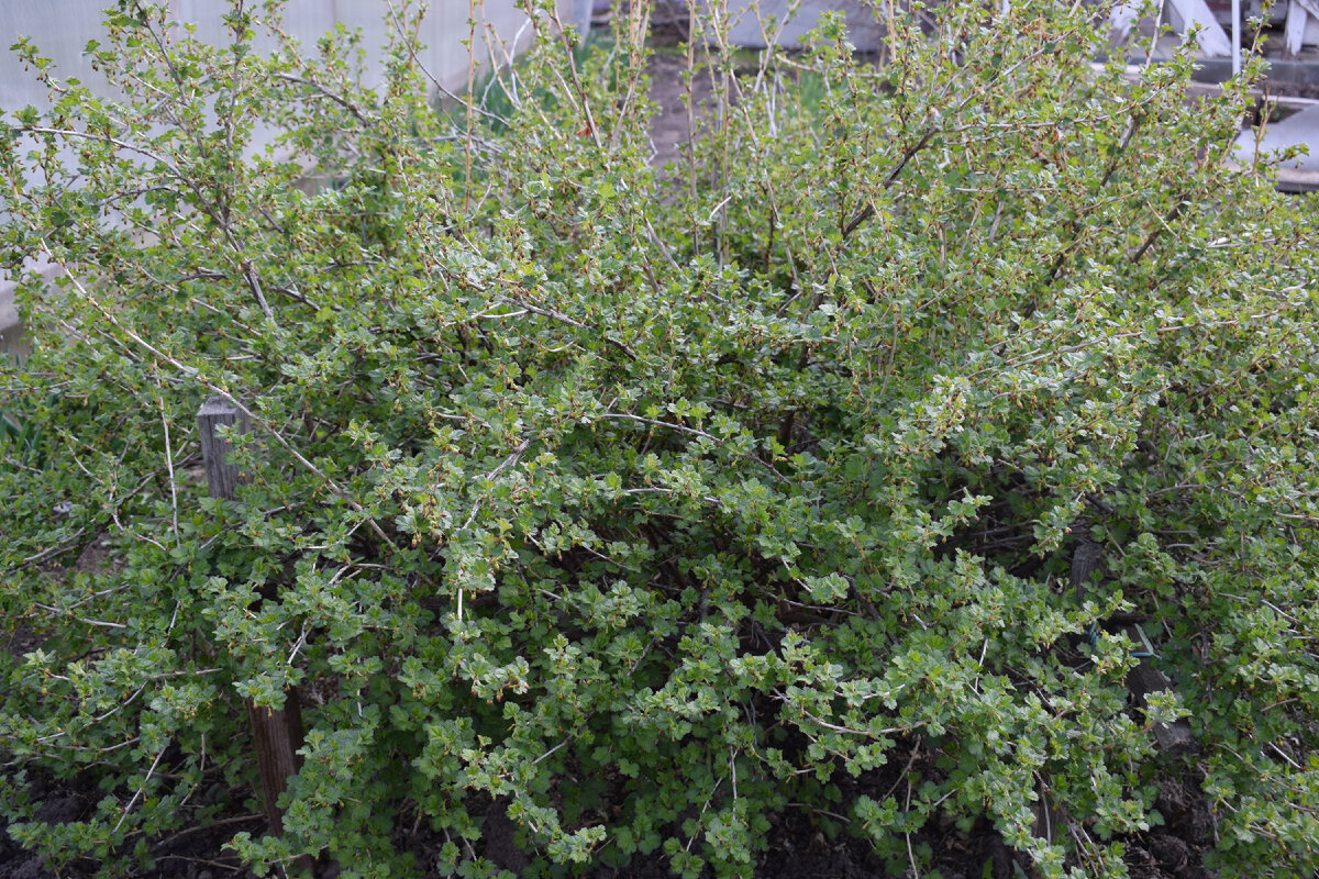 взрослый куст крыжовника(фото автора)