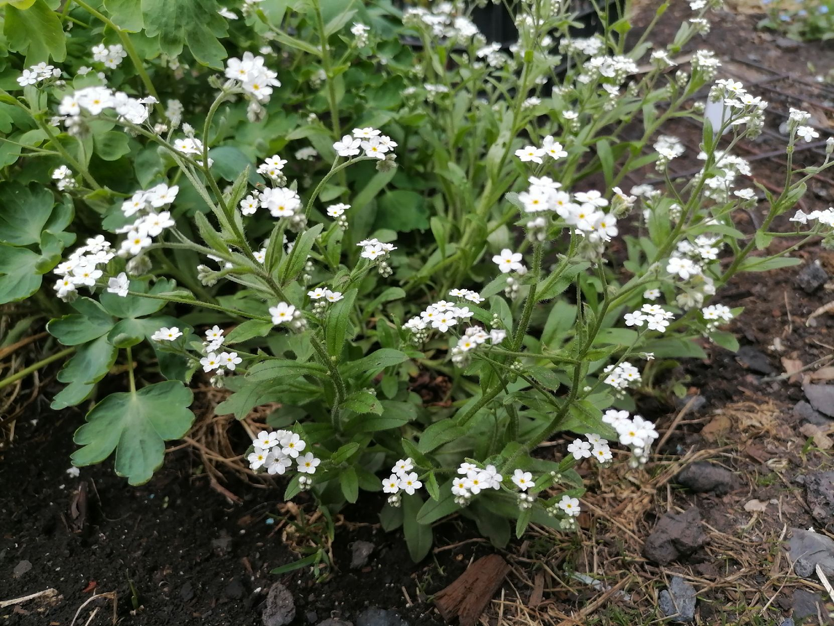 Белые незабудки