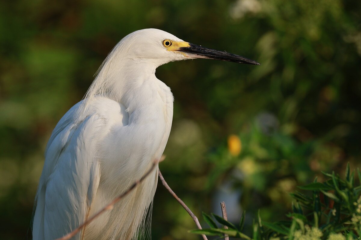    Параметры: 343 mm, 1/640 sec, f/5.6, ISO 125, -0.33 EV. Источник: dpreview.com