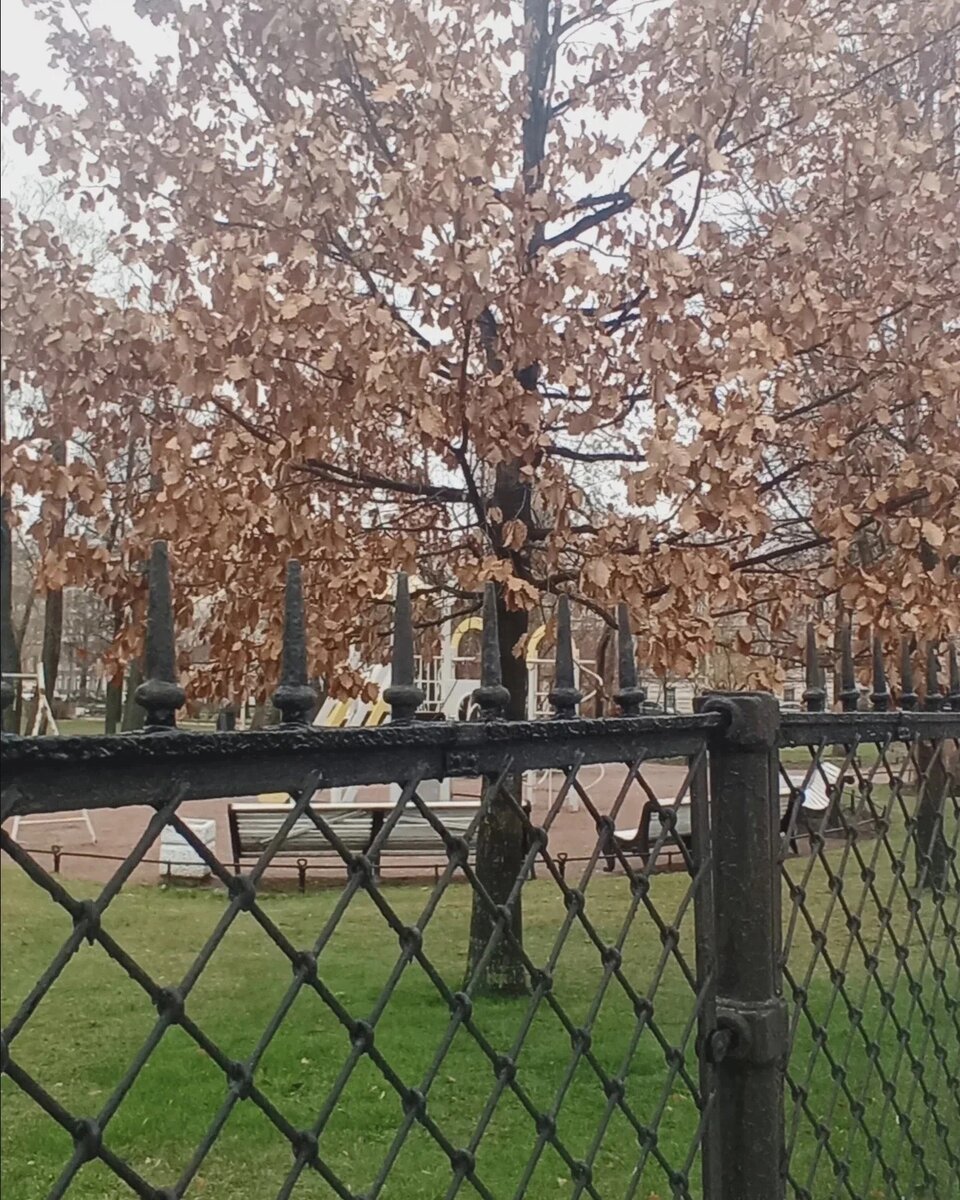 Дуб 25 апреля. 