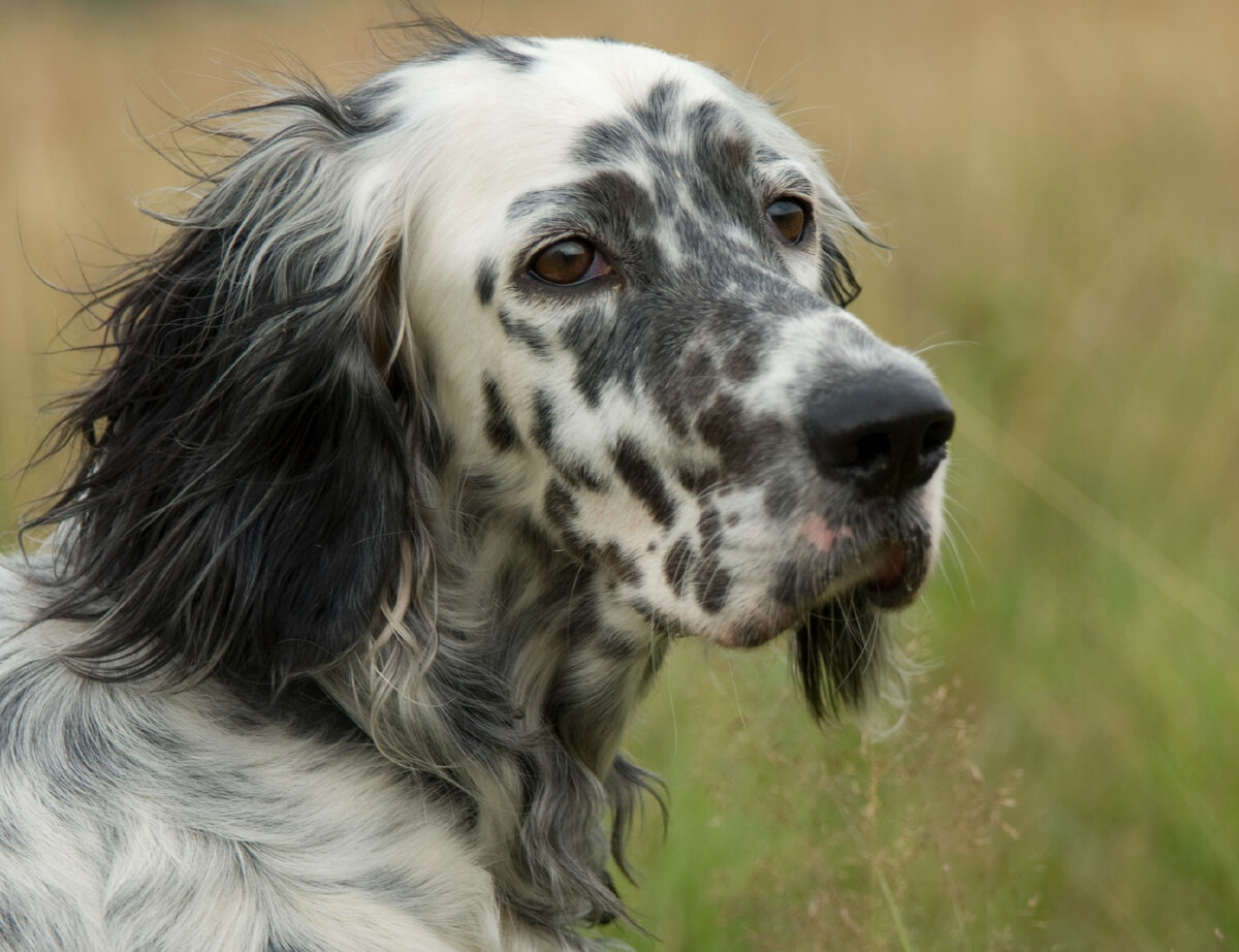 Английский сеттер (Фото: https://www.flickr.com/photos/29067596@N02/2781818665/)
