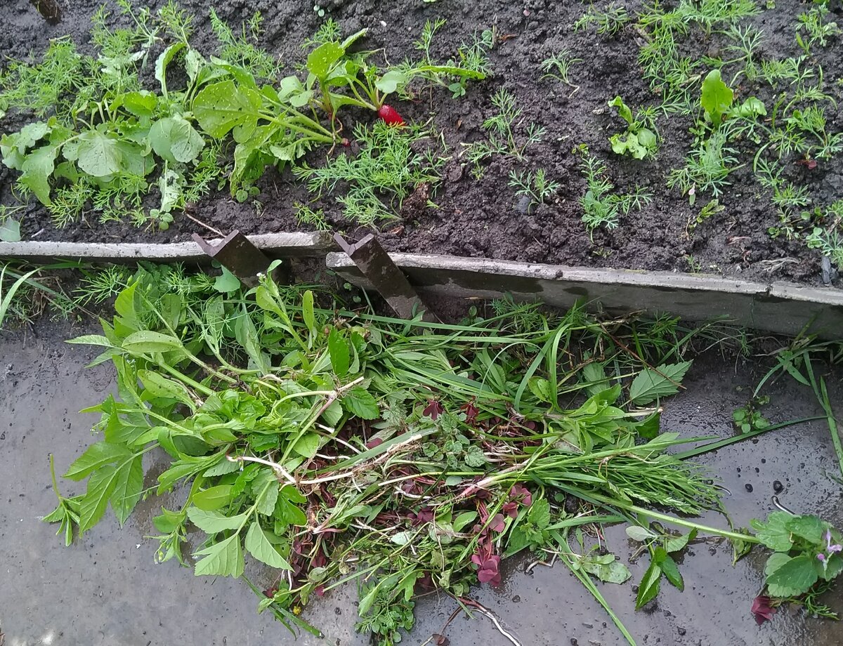 Поливая грядки, одной рукой я их обязательно пропалываю... Два дела сразу!
