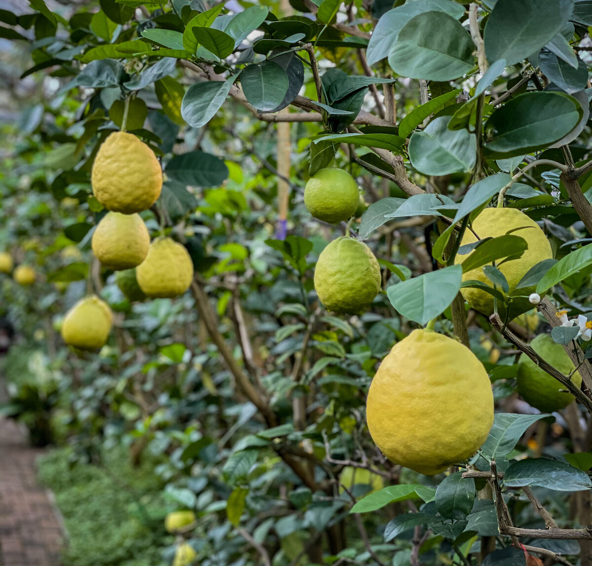 Фото лимонарий.рф