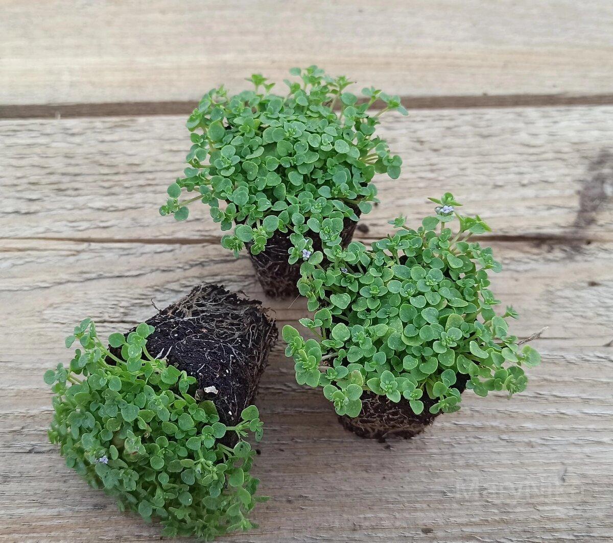 Мята корсиканская Mini mint через 2 месяца после посева