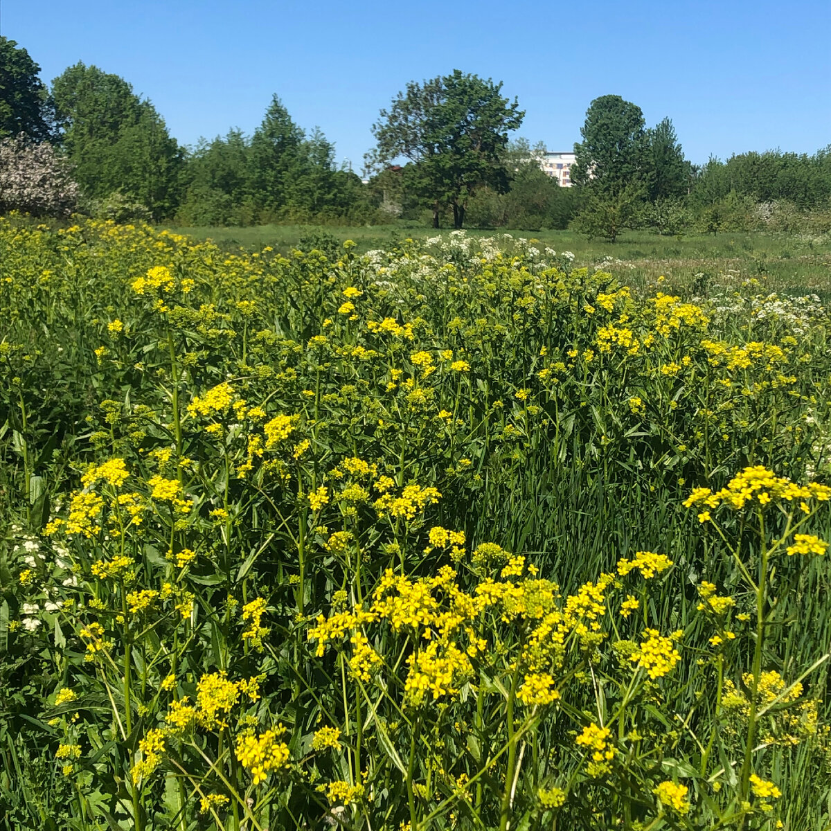 Сурепка цветёт. Фото автора 
