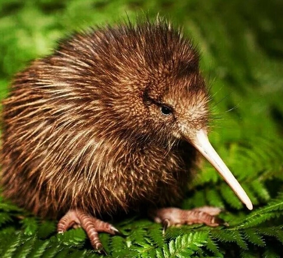 The new zealand kiwi контрольная