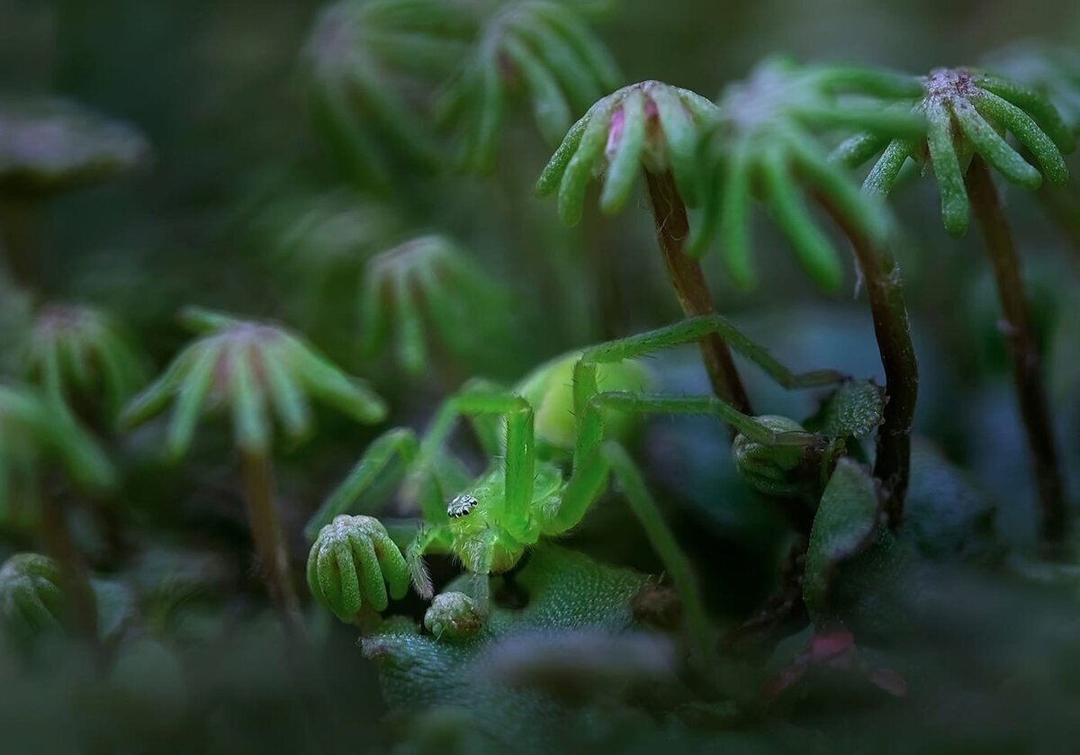 Валерия Зверева – «Хозяин пальмовой рощи»