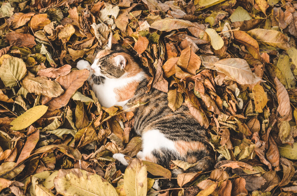 Photo by Milica Spasojevic on Unsplash