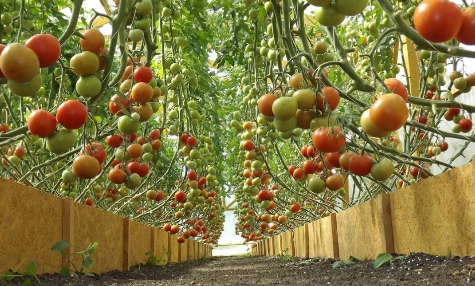 Фотография взята из источника garden.hozvo.ru