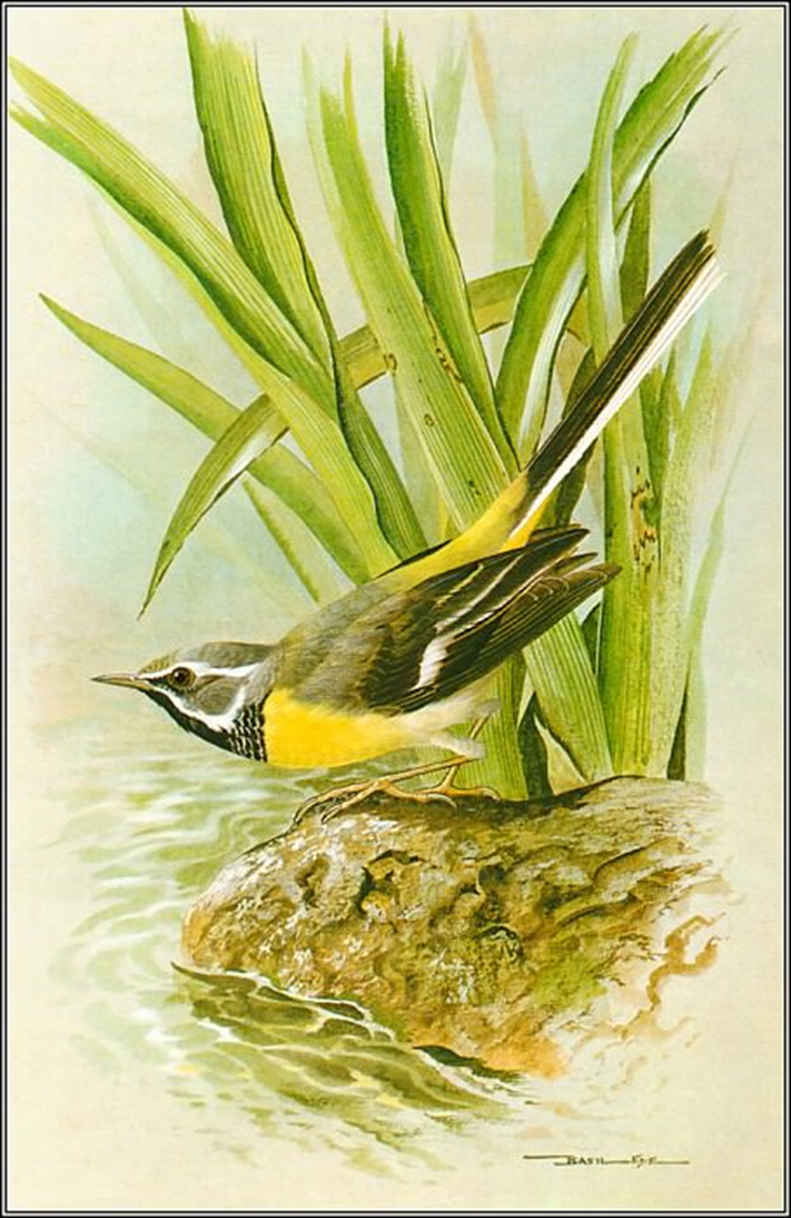 Бэзил Эде. Серая трясогузка. https://gallerix.ru/storeroom/168377568/N/246407683/