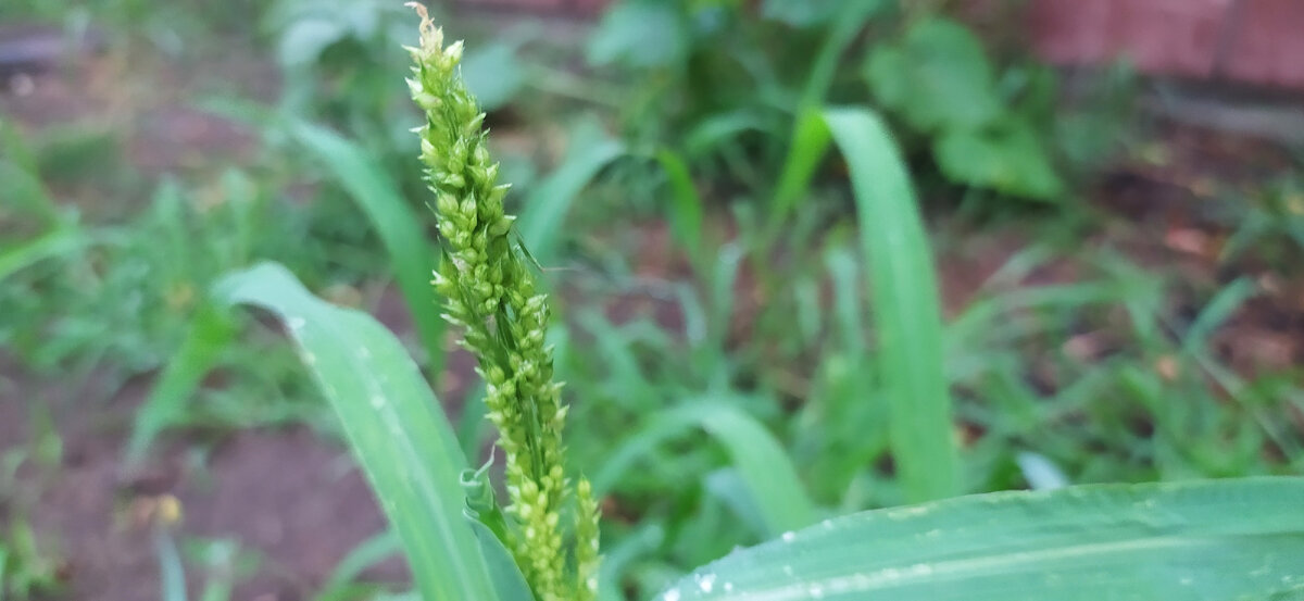 Ежовник обыкновенный 