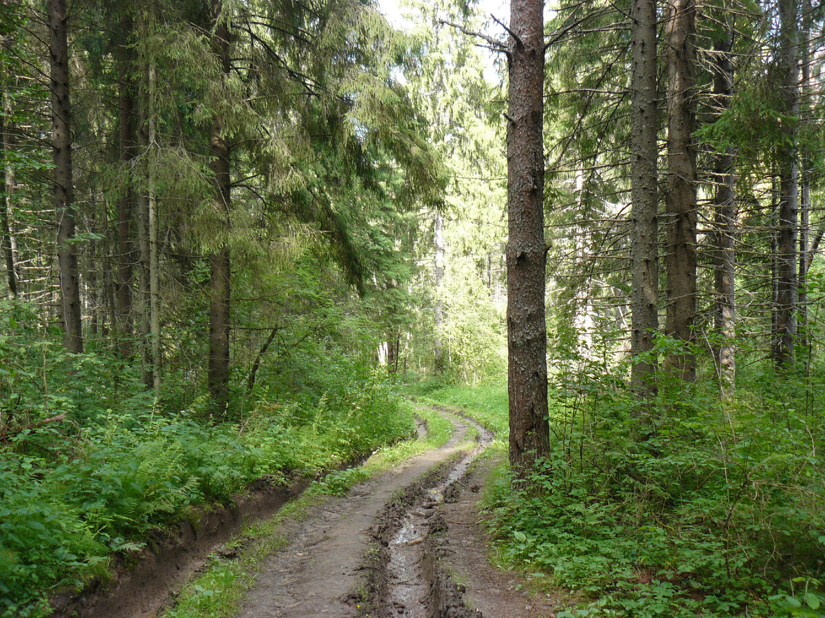 по дороге на гору Маура/фото автора