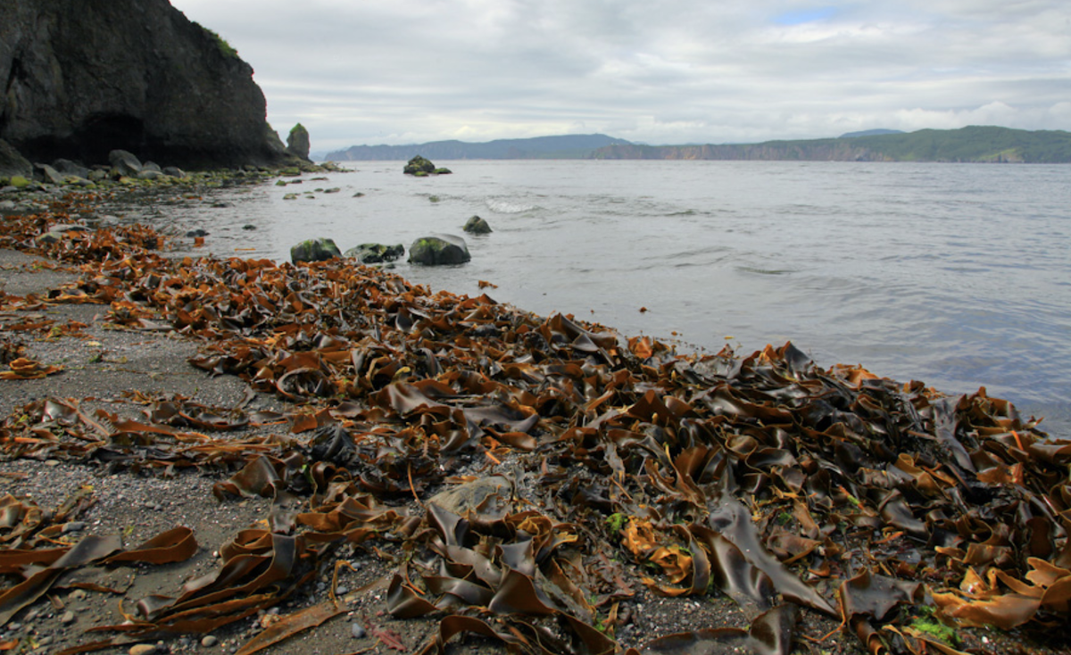 Дары дальнего востока. Ламинария Охотское море. Водоросли Охотского моря. Камчатка ламинария. Морская капуста Камчатка.