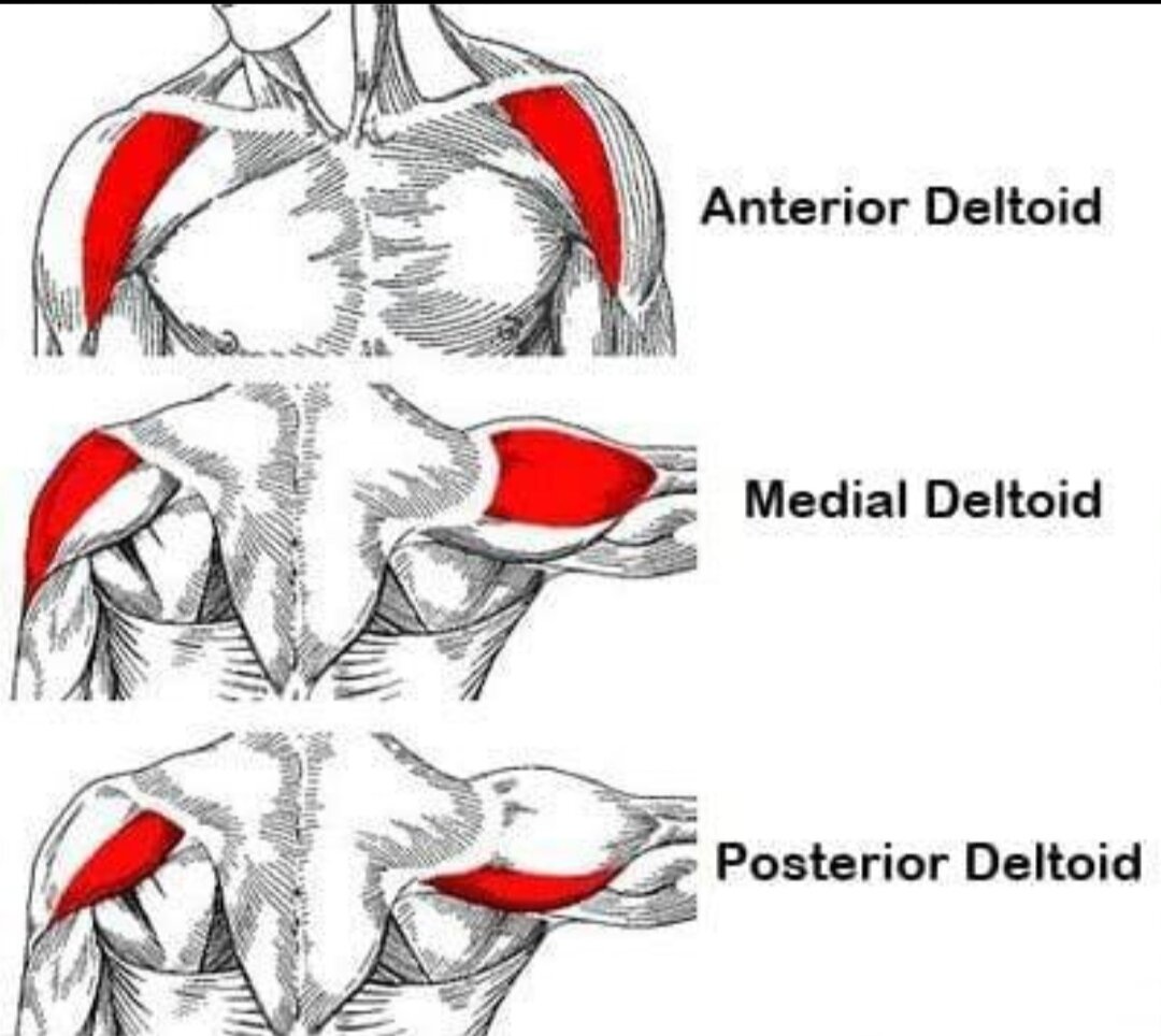 Medial Deltoid