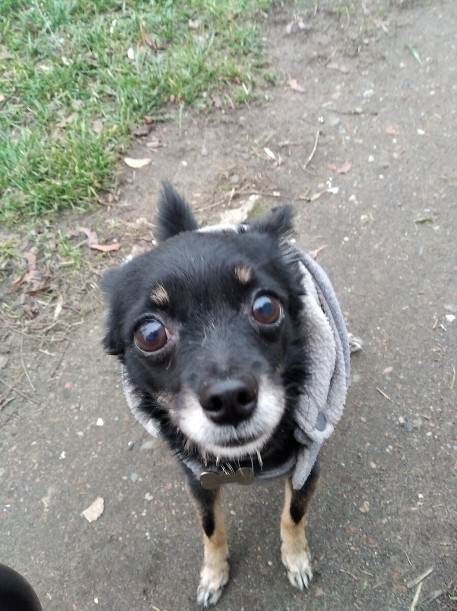 Мой пёс. Кстати, тоже отказник. Забрала в усыпалке