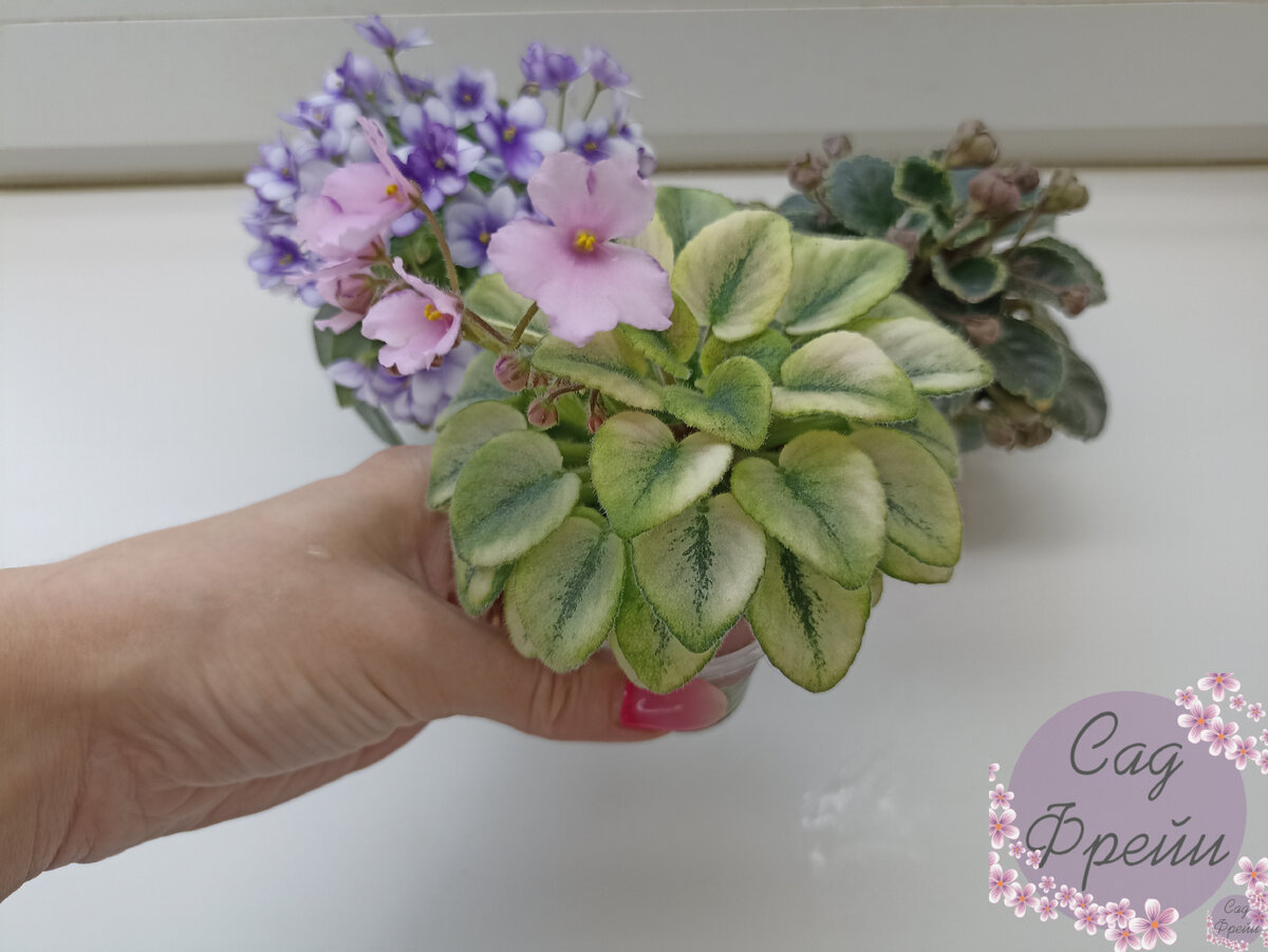 Вот взять Н-Паутинку: необычные листья и нежные цветы. Само умиление!