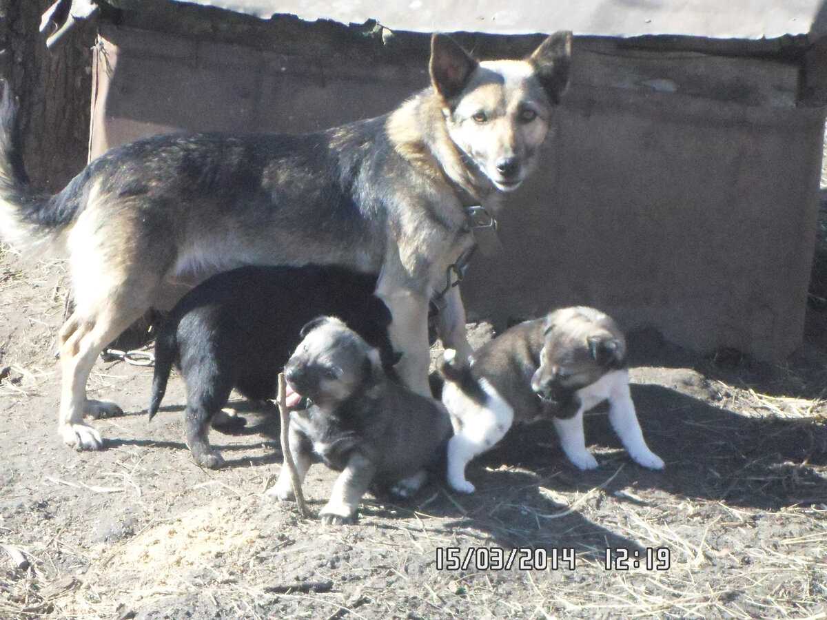 Первая собака с щенятами.